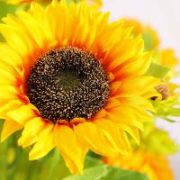 uploads/erp/collection/images/Home Garden/CongDing/XU0611469/img_b/XU0611469_img_b_3